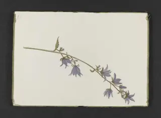 Spray of purple campanula, by Beatrix Potter, watercolor, 1895