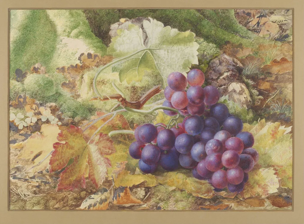 Study of Black Grapes, by Samuel McCloy, watercolor, 1850
