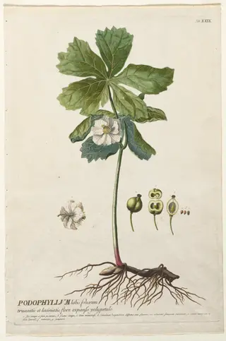 Plantae Selectae:  No. 29 - American May Apple, by Christopher Jacob Trew, 1762
