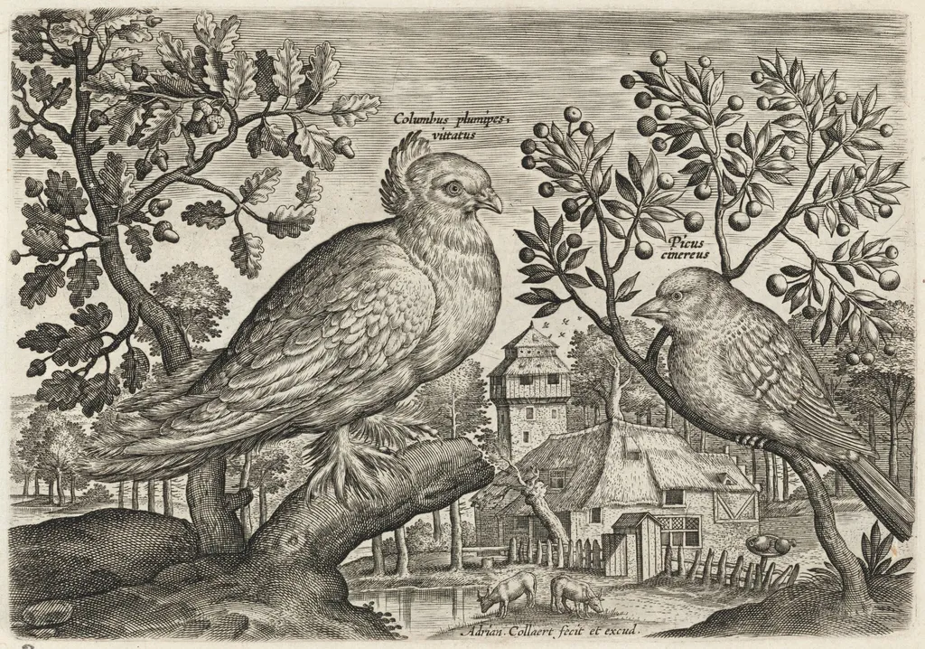 Pigeon and Finch, by Adriaen Collaert, ink, 1600