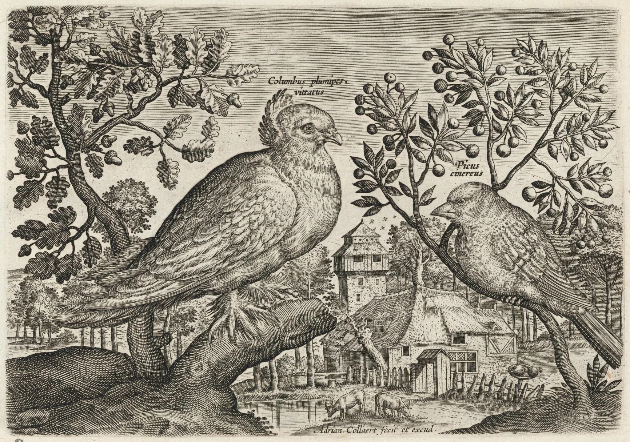 Pigeon and Finch, detail