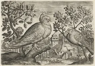 Pigeon and Finch, by Adriaen Collaert, ink, 1600