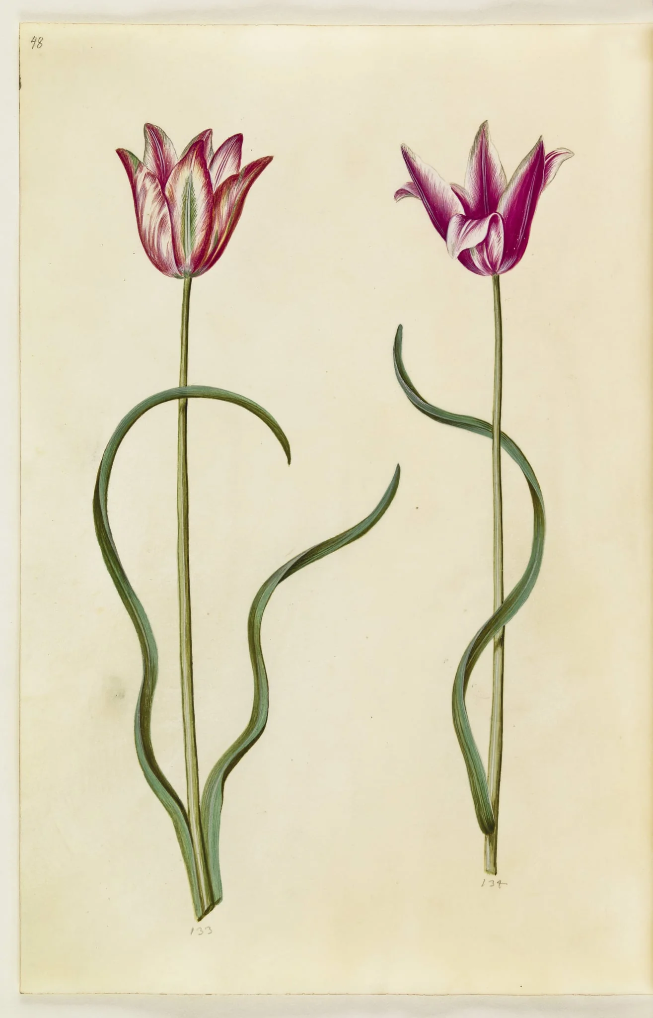 Tulipa clusiana (clusius-tulipan), detail