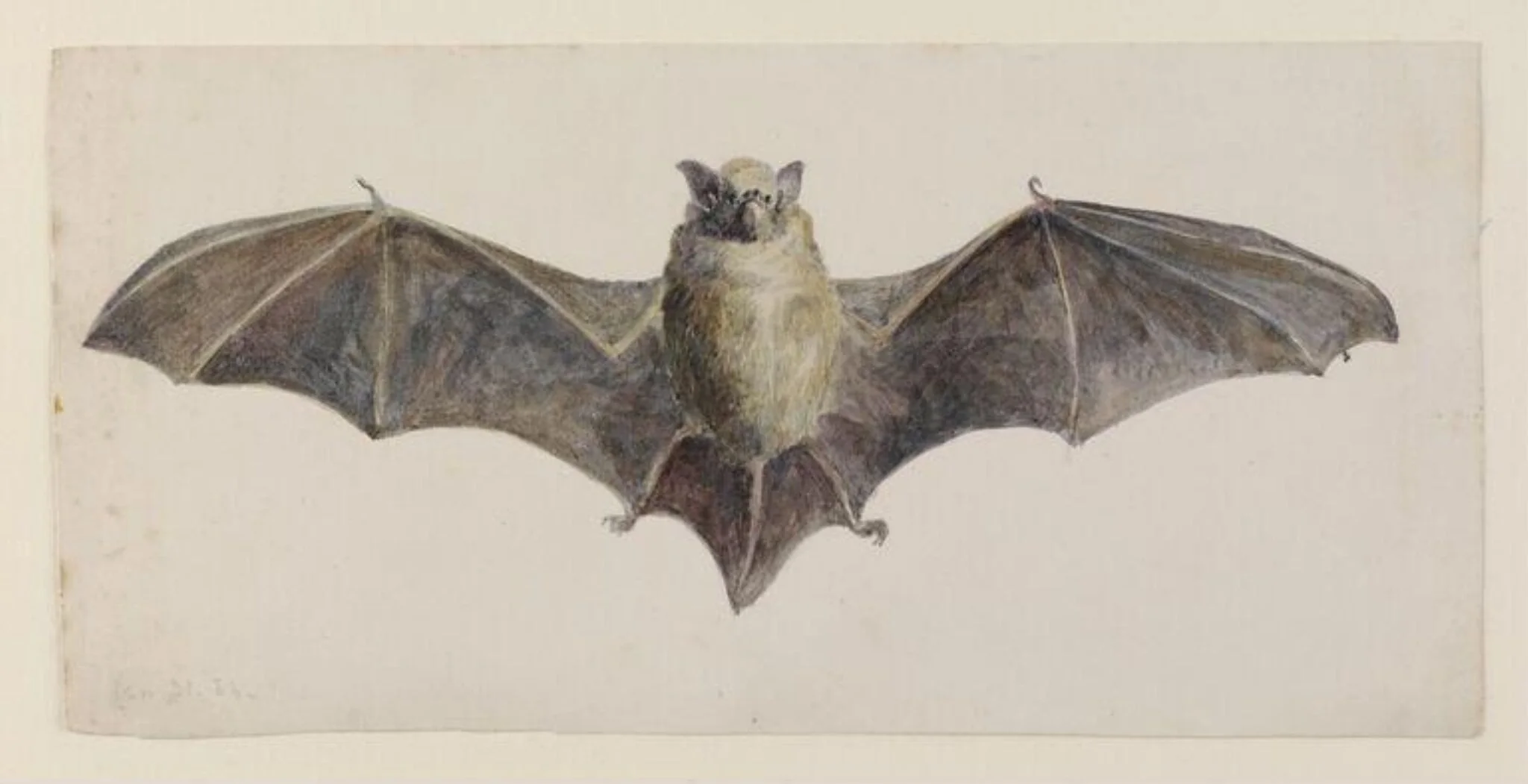 Front view of a bat, detail