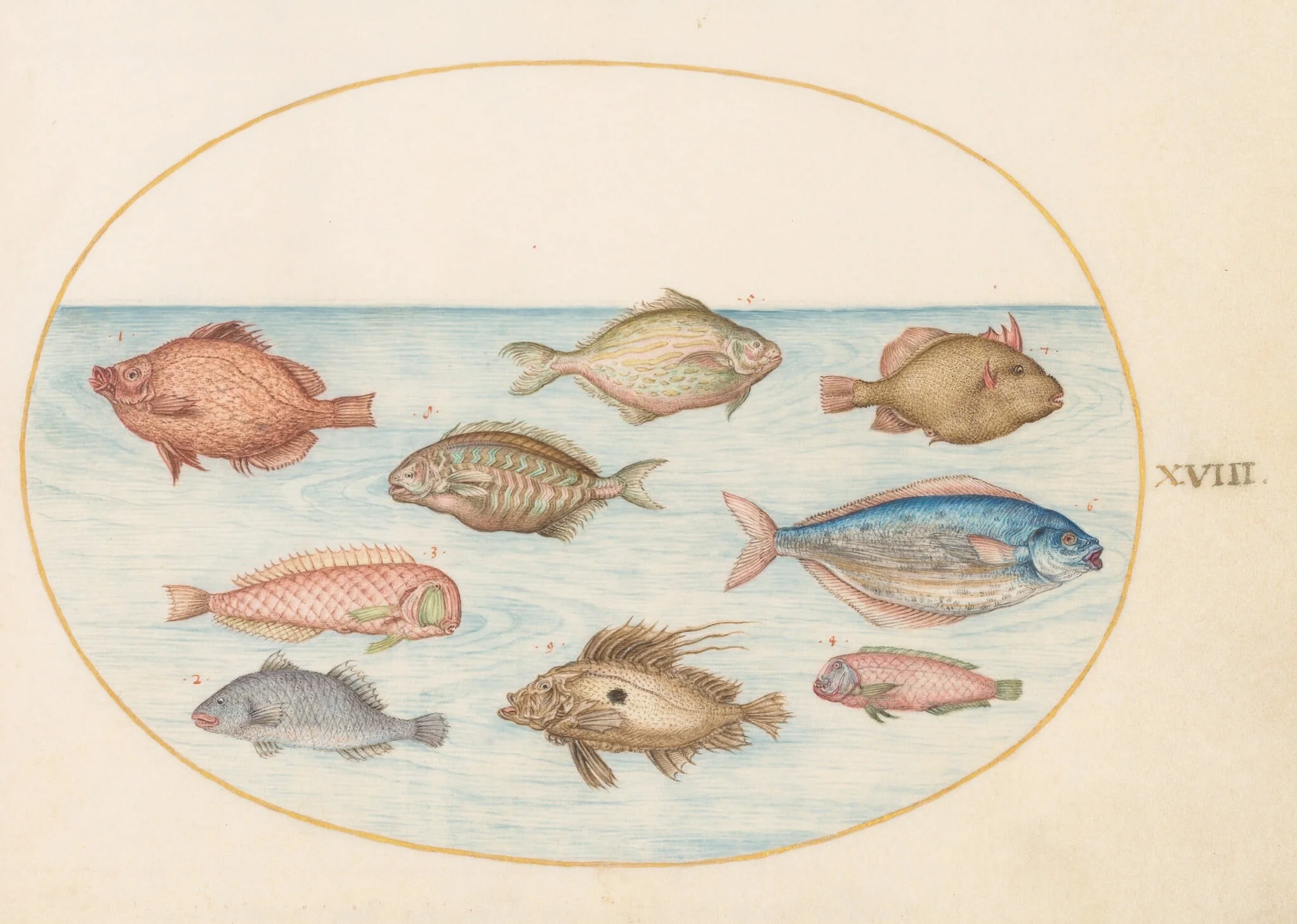 Plate 18: Boarfish, Razorfish, Butterfish, a John Dory, and Other Fish, detail