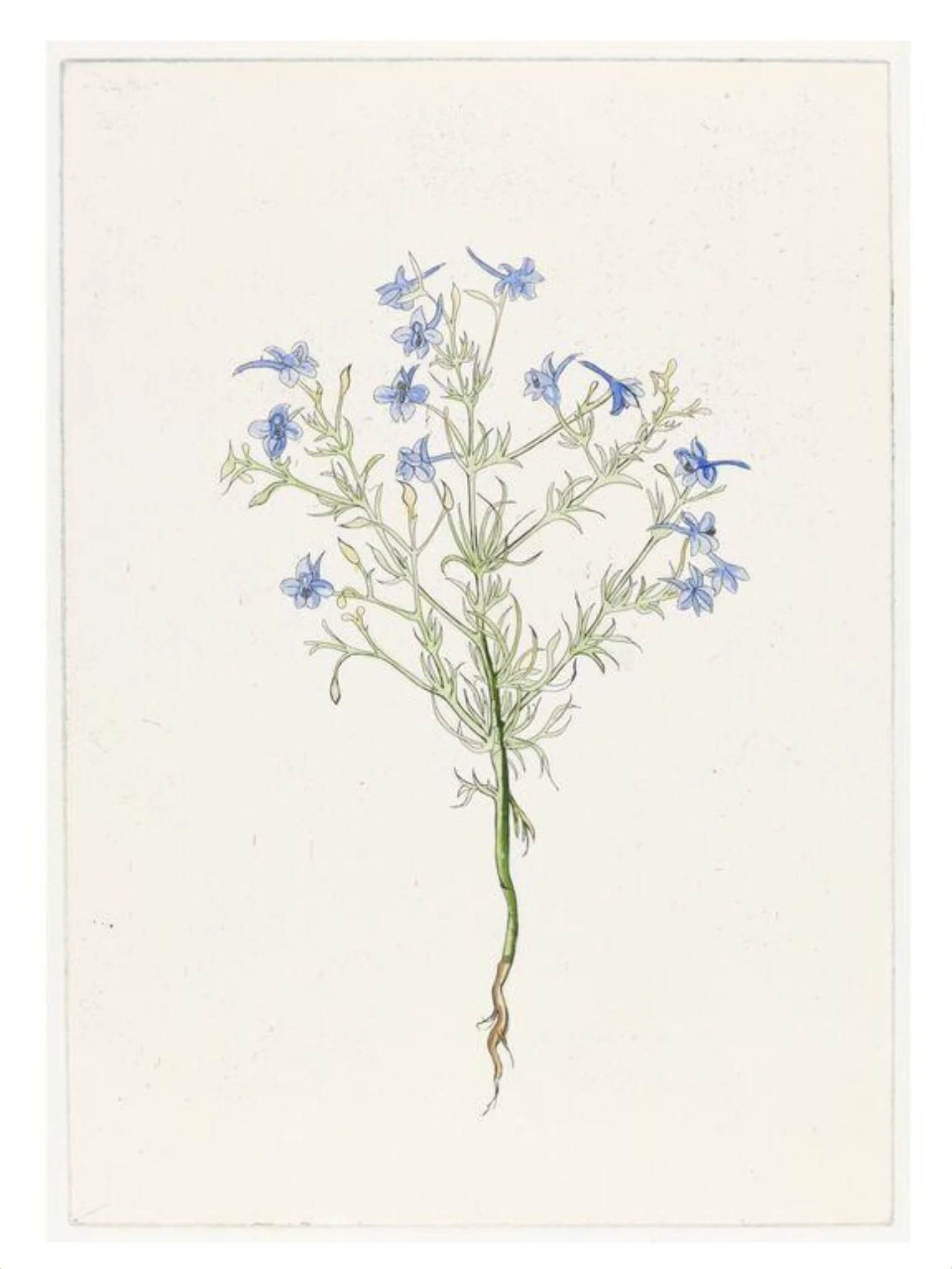 The History of Plants, according to women, children and students, detail
