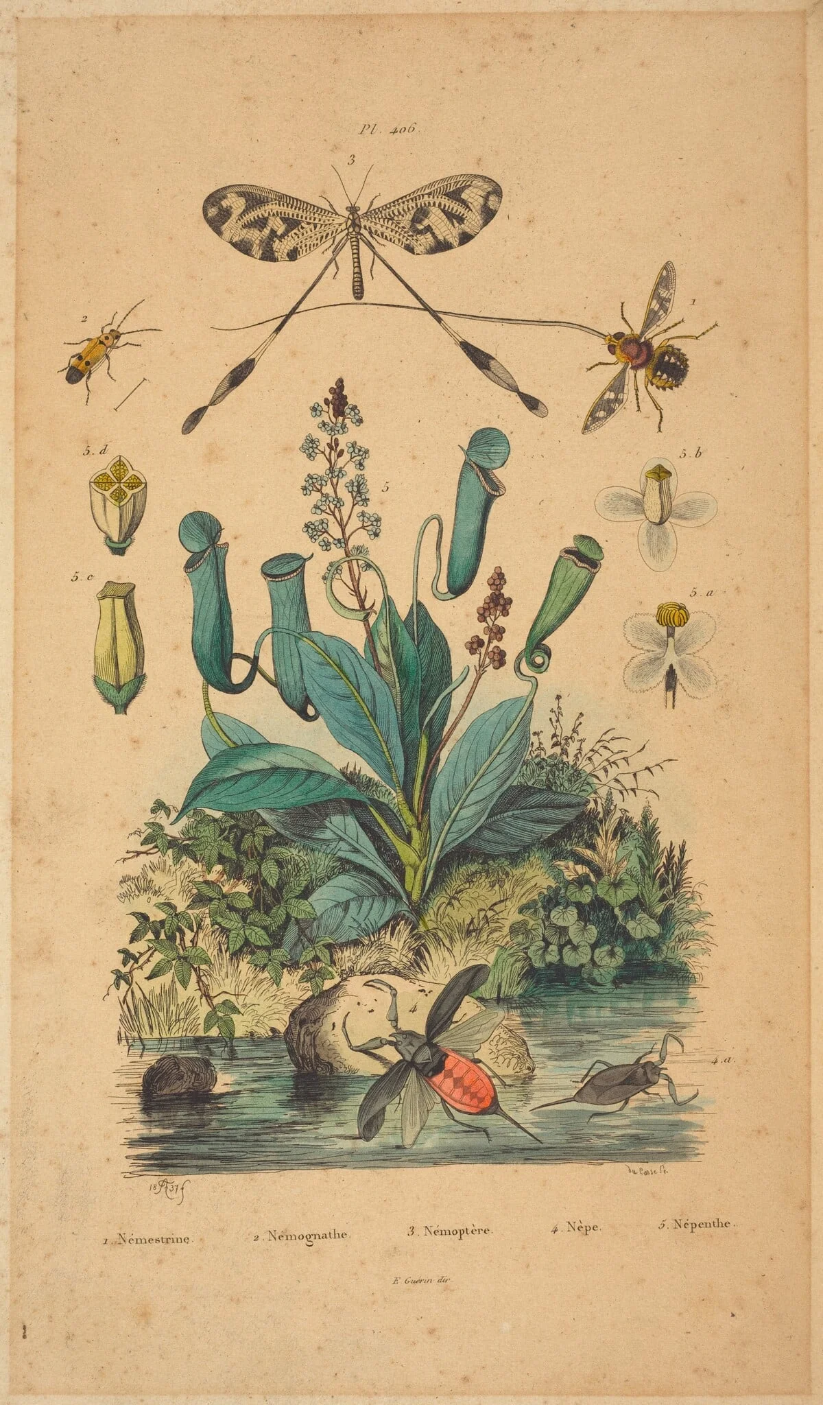 Insects and Flowers, detail