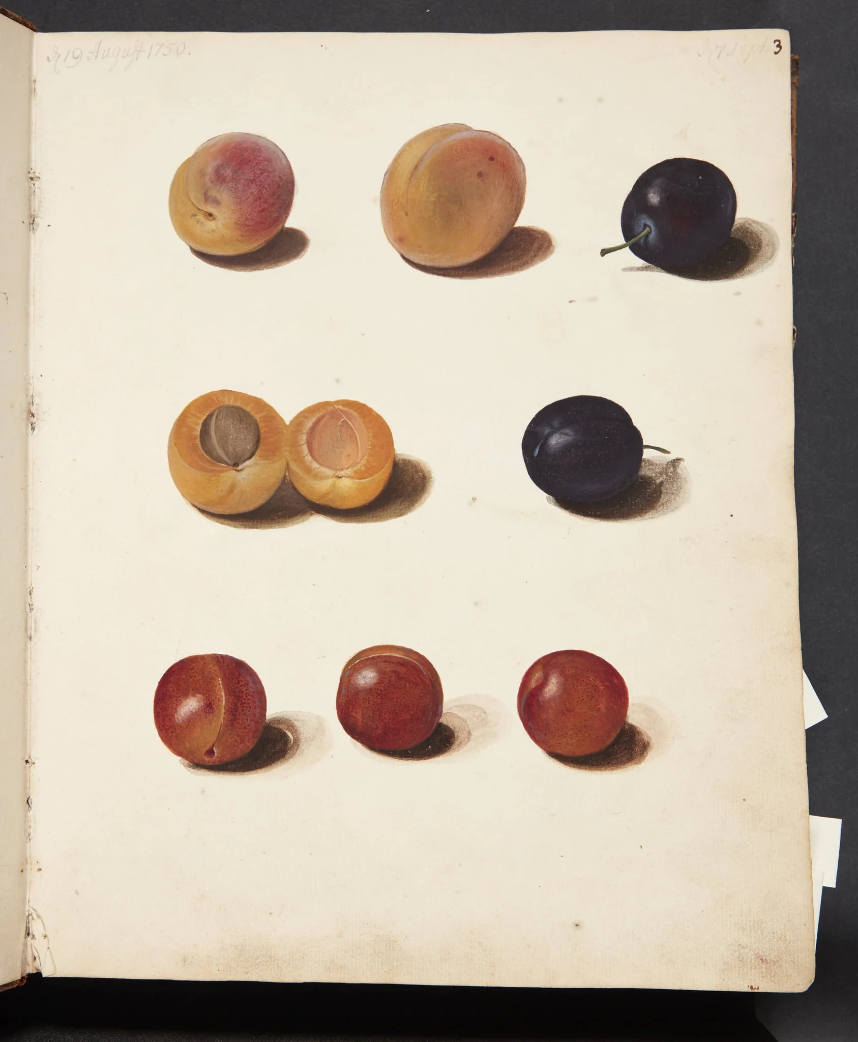 Studier af blommer, detail