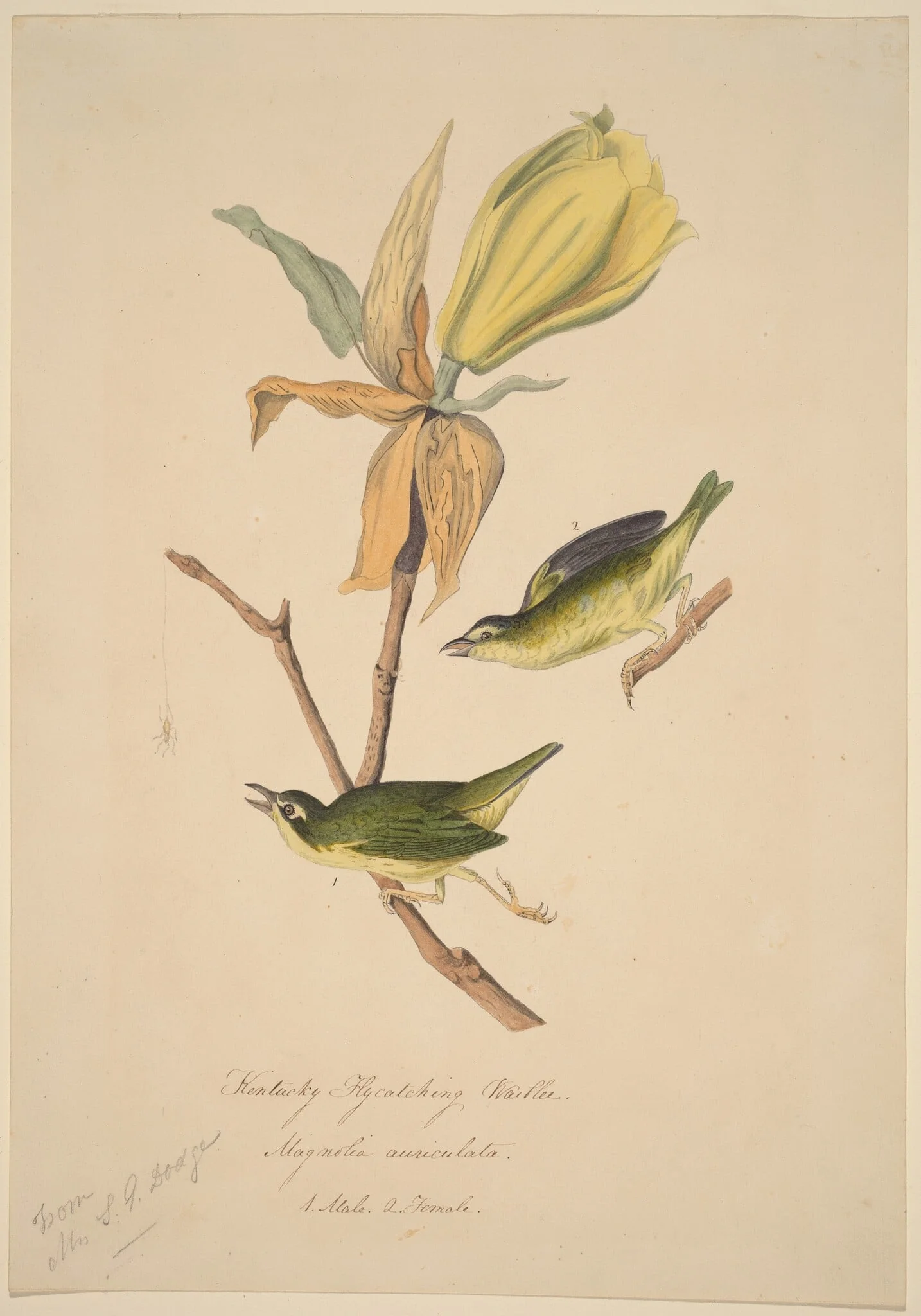 Kentucky Fly-catching Warbler, detail