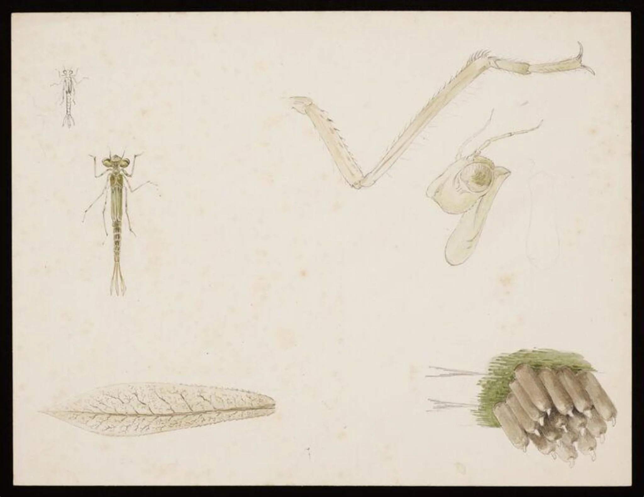 Studies of damselflies, detail