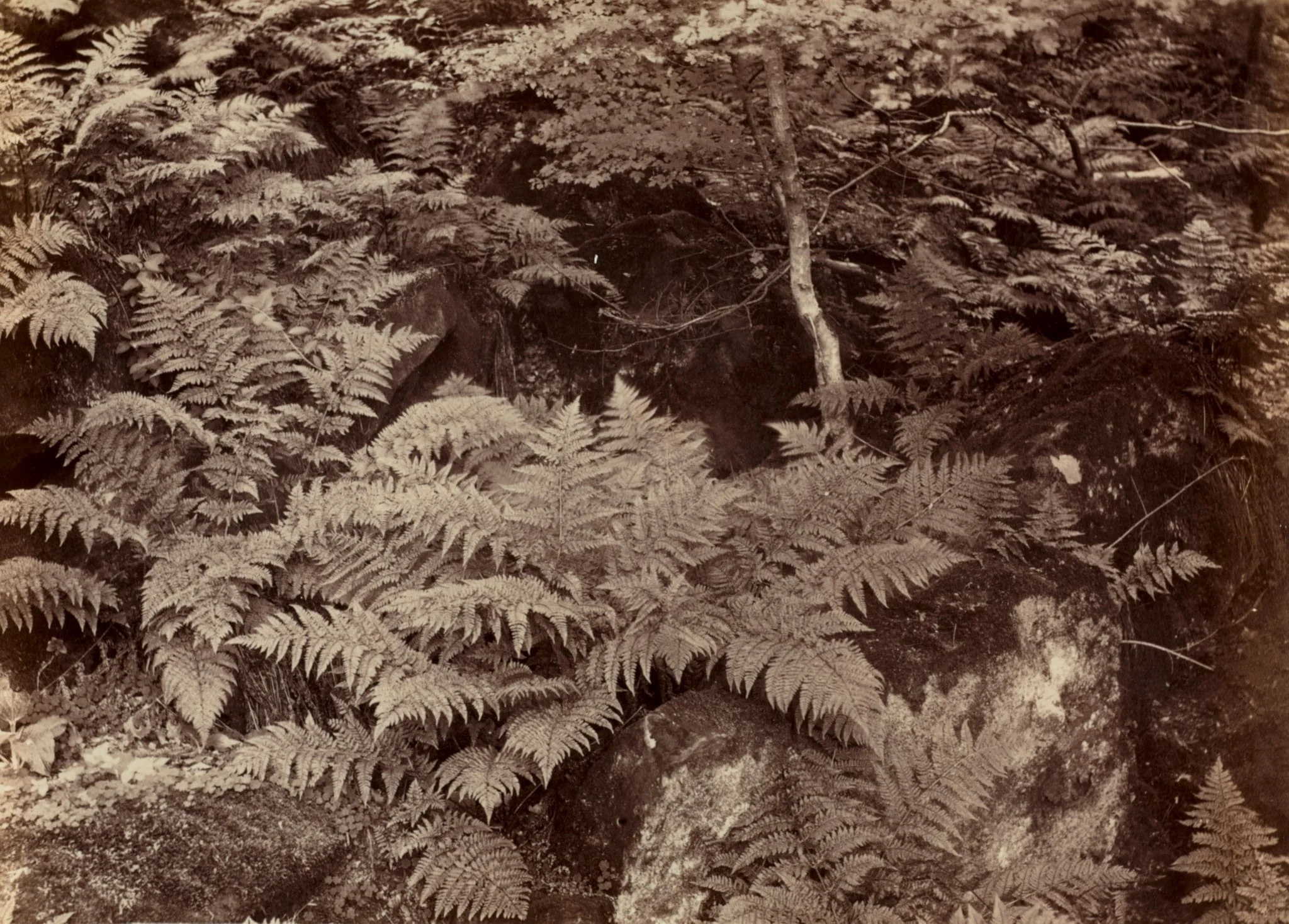 Untitled (Fern Study), detail
