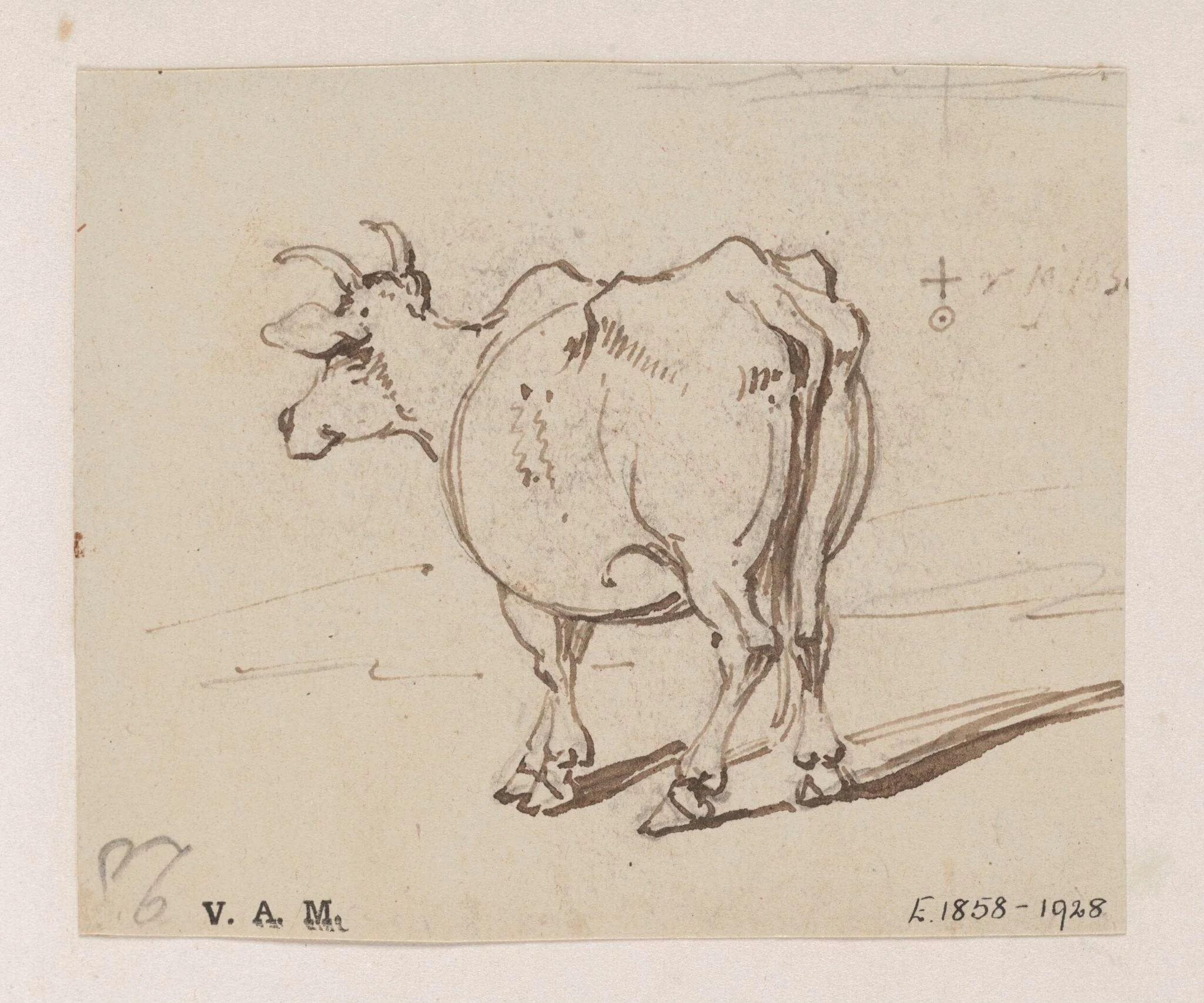 A cow seen from behind, detail