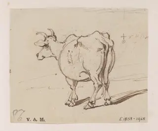 A cow seen from behind, by George Chinnery, 11