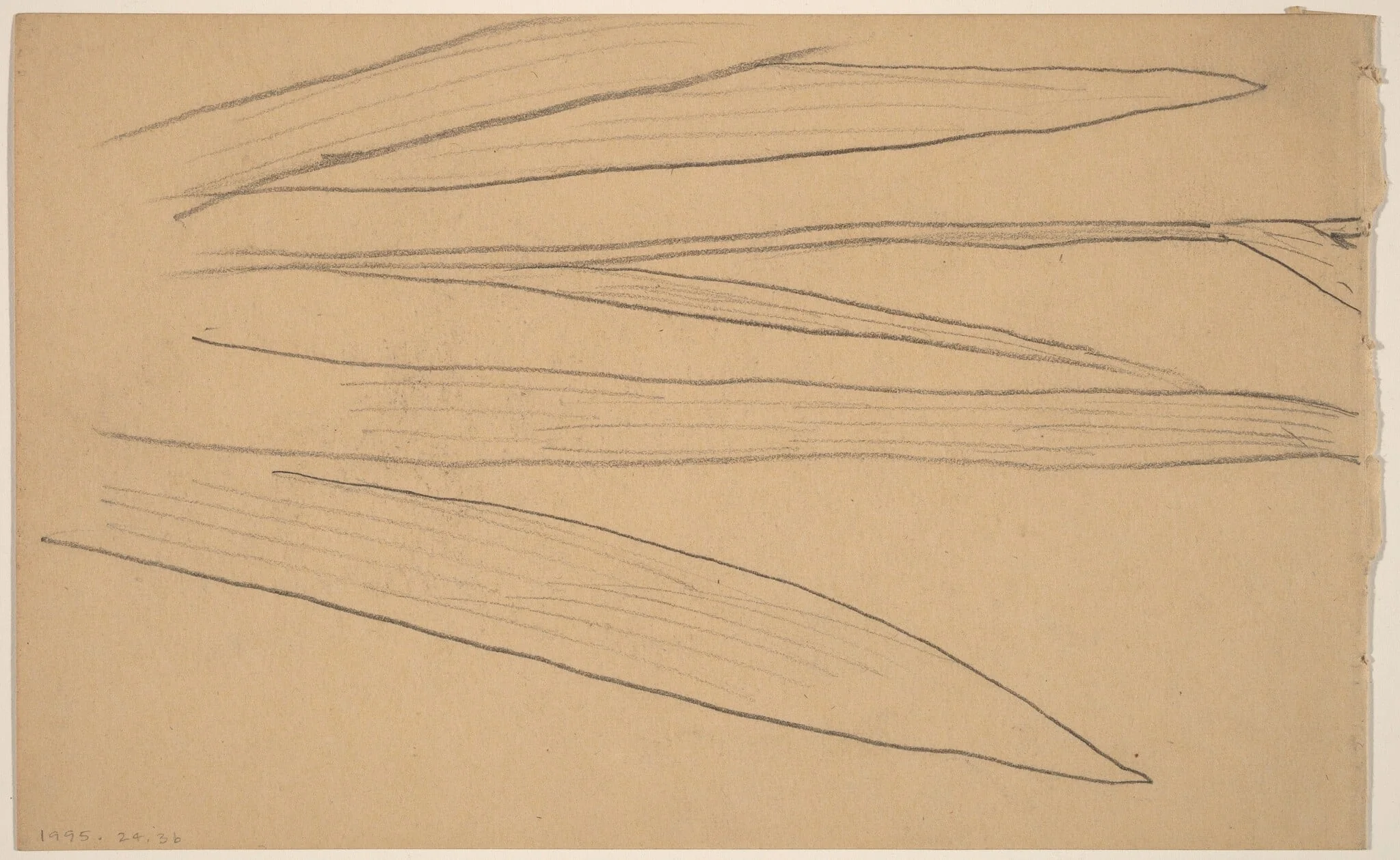 Study of a Flower [verso], detail