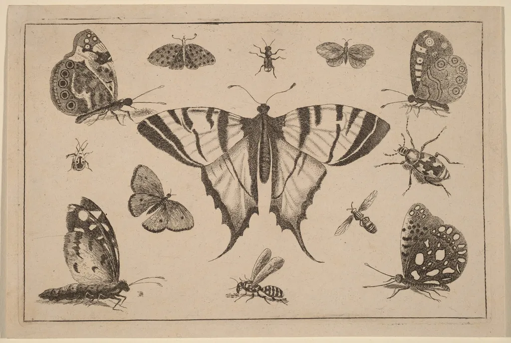 Swallow-tailed Butterfly and Twelve Other Insects, by Wenceslaus Hollar, ink, 1648