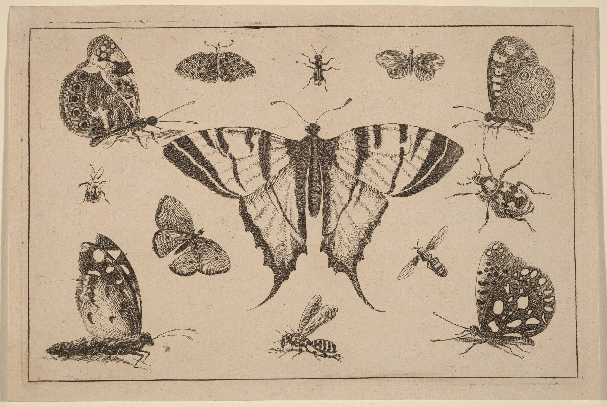 Swallow-tailed Butterfly and Twelve Other Insects, detail