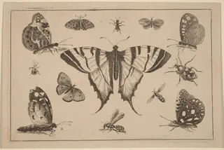 Swallow-tailed Butterfly and Twelve Other Insects, by Wenceslaus Hollar, ink, 1648