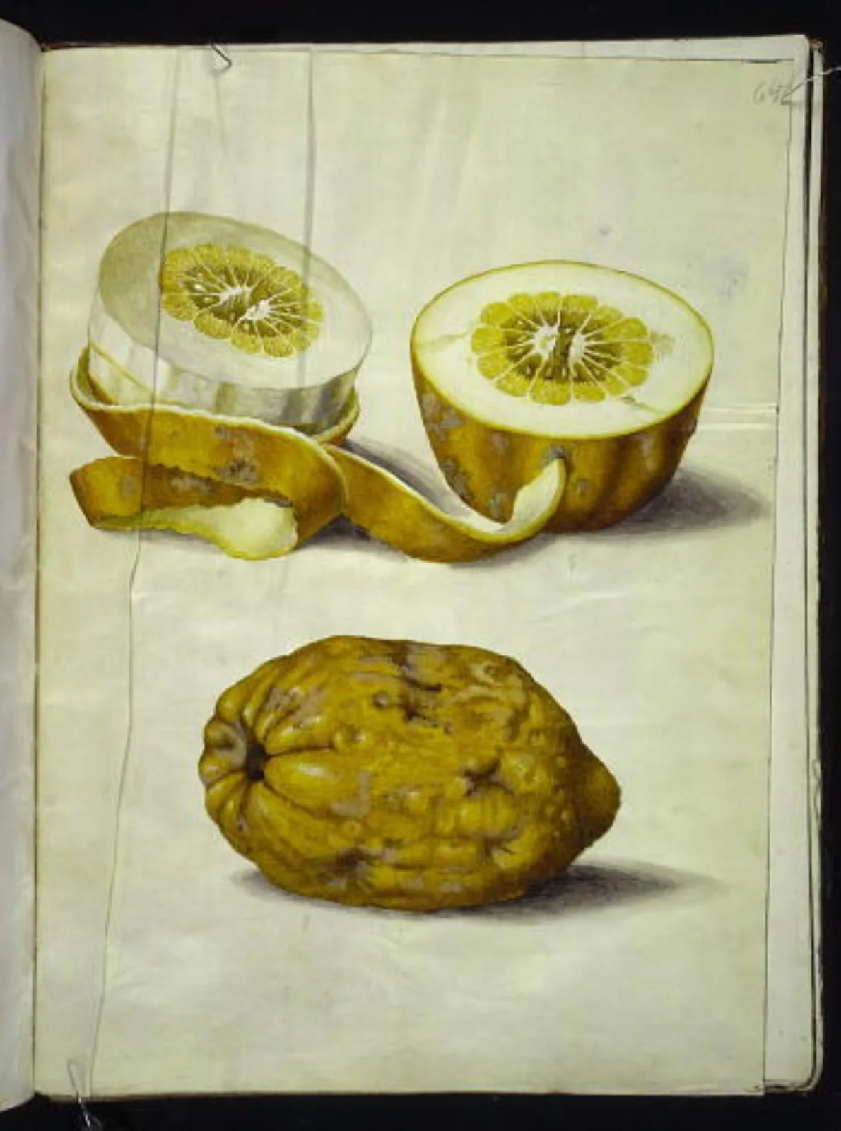 Citrus medica (cedrat), detail