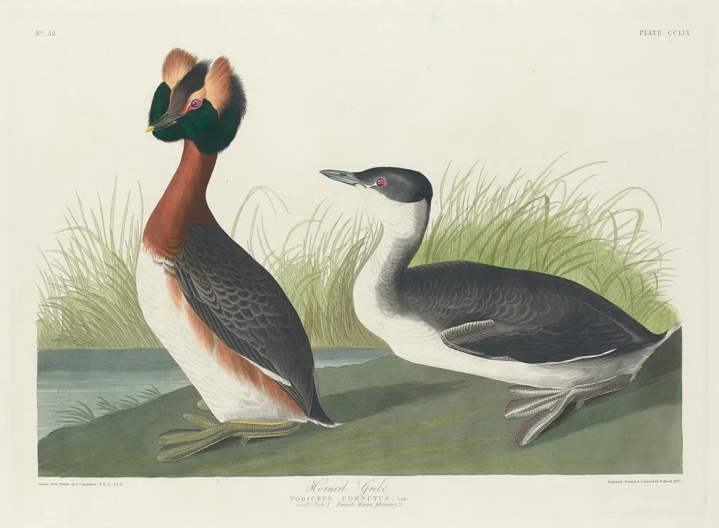 Horned Grebe, by Havell, Jr., Robert, ink, 1835