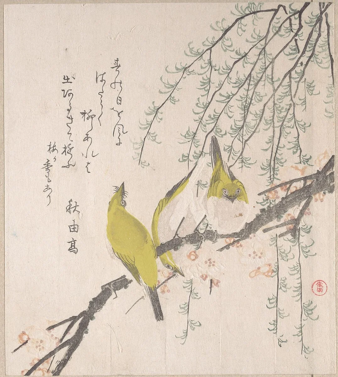 梅と柳に目白|Japanese White-eyes with Plum Tree and Willow, from Spring Rain Surimono Album (Harusame surimono-jō, vol. 3), detail
