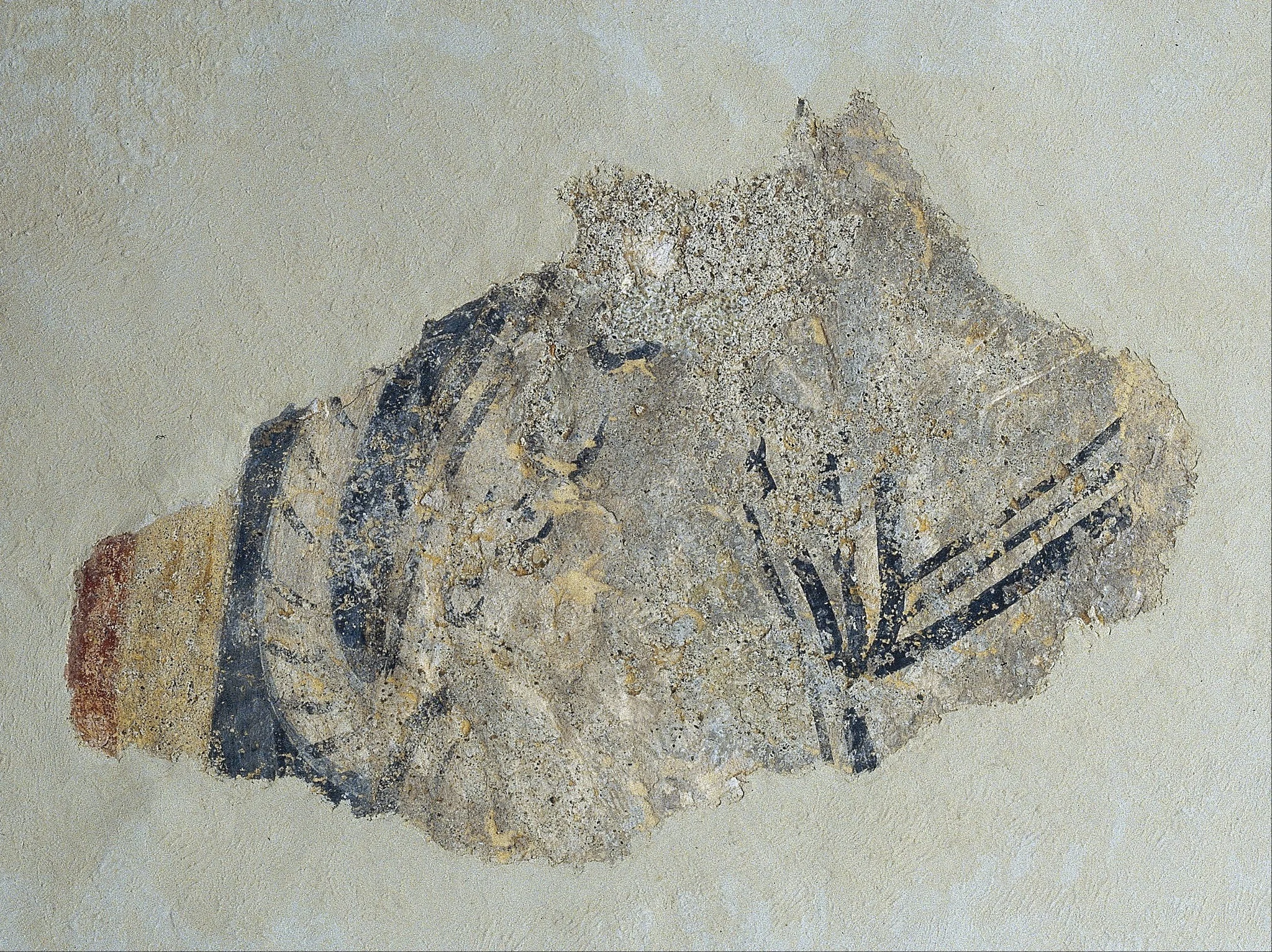 Remains of a quadruped from Boí, detail