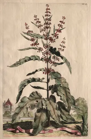 Phytographia Curiosa:  Lapathum Longifolium Crispum, by Abraham Munting, 1667