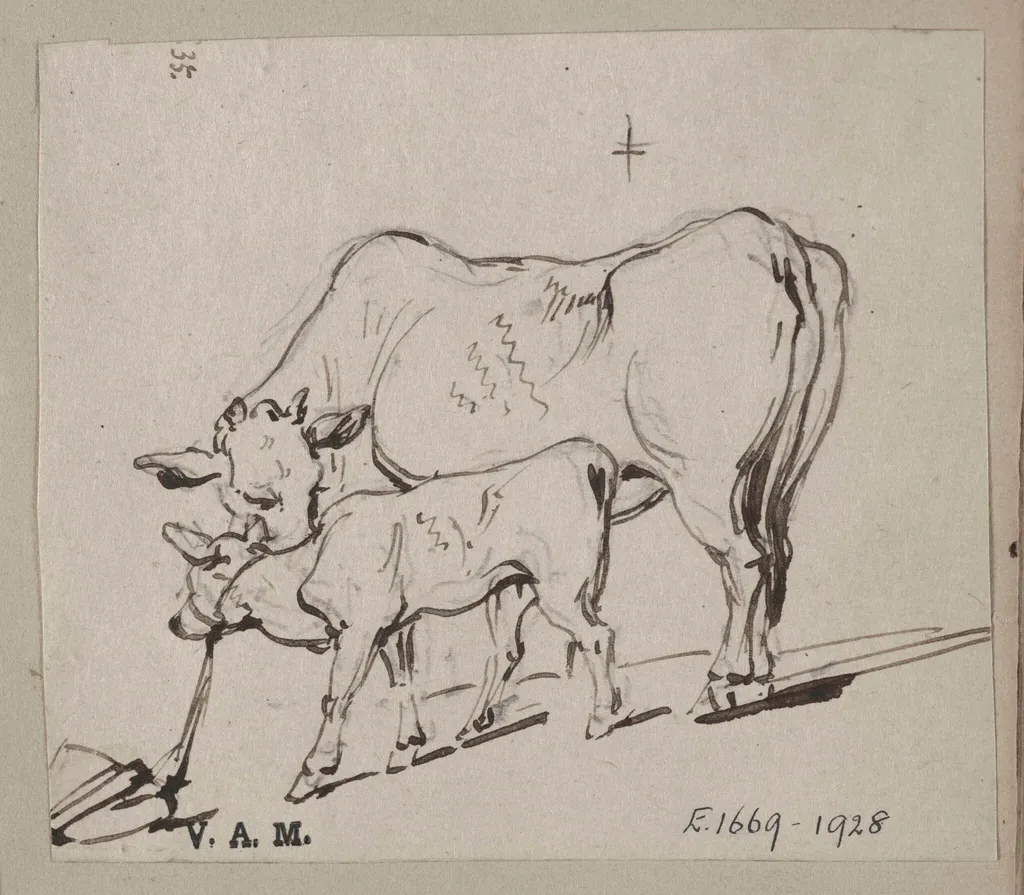A cow and a tethered calf, by George Chinnery, 1