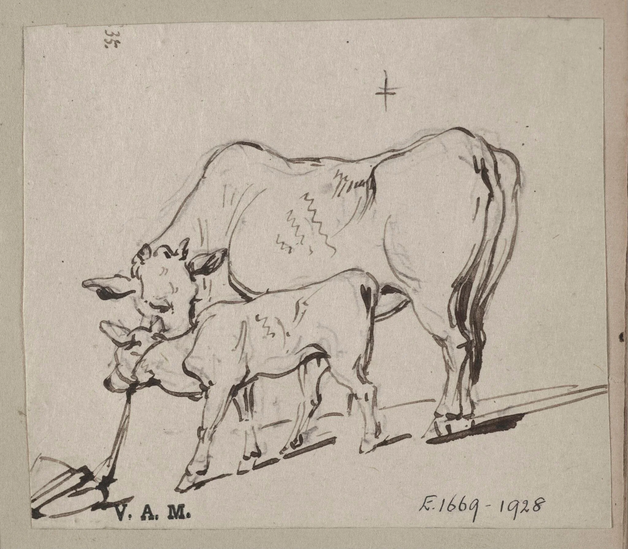 A cow and a tethered calf, detail