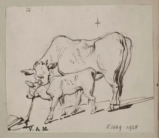 A cow and a tethered calf, by George Chinnery, 1