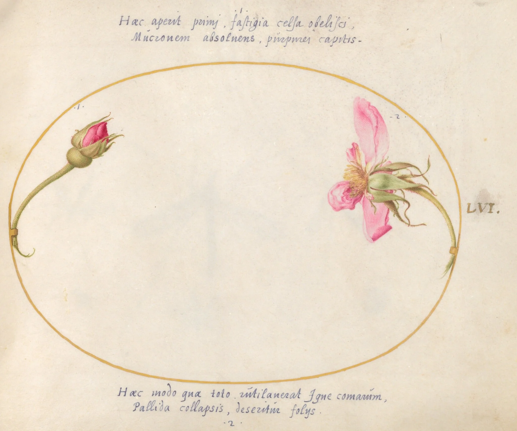 Plate 56: A Rosebud and a Disintegrating Pink Rose, detail
