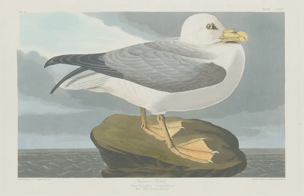 Fulmer Petrel, by Robert Havell Jr., ink, 1835