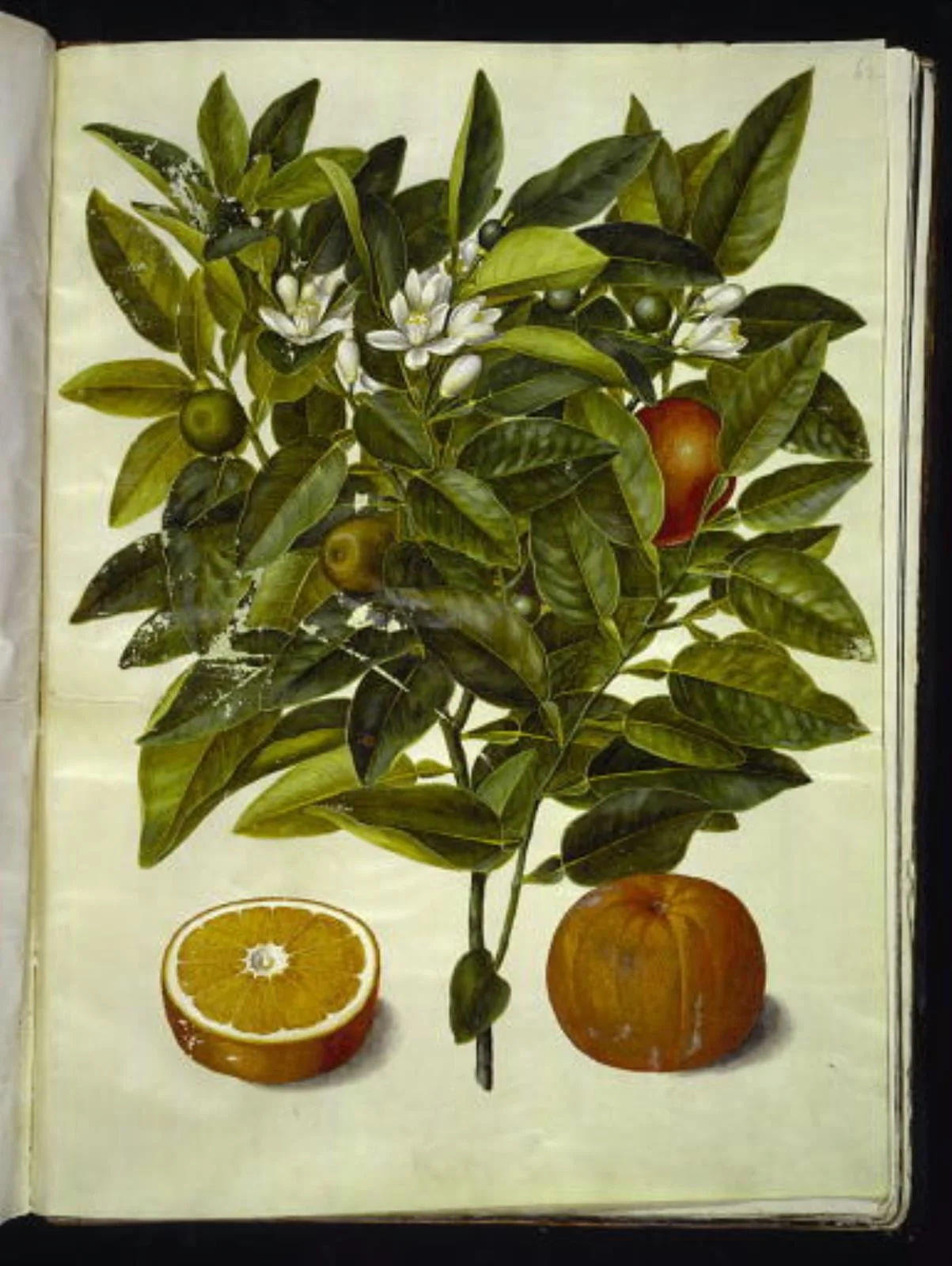 Citrus sinensis (appelsin), detail