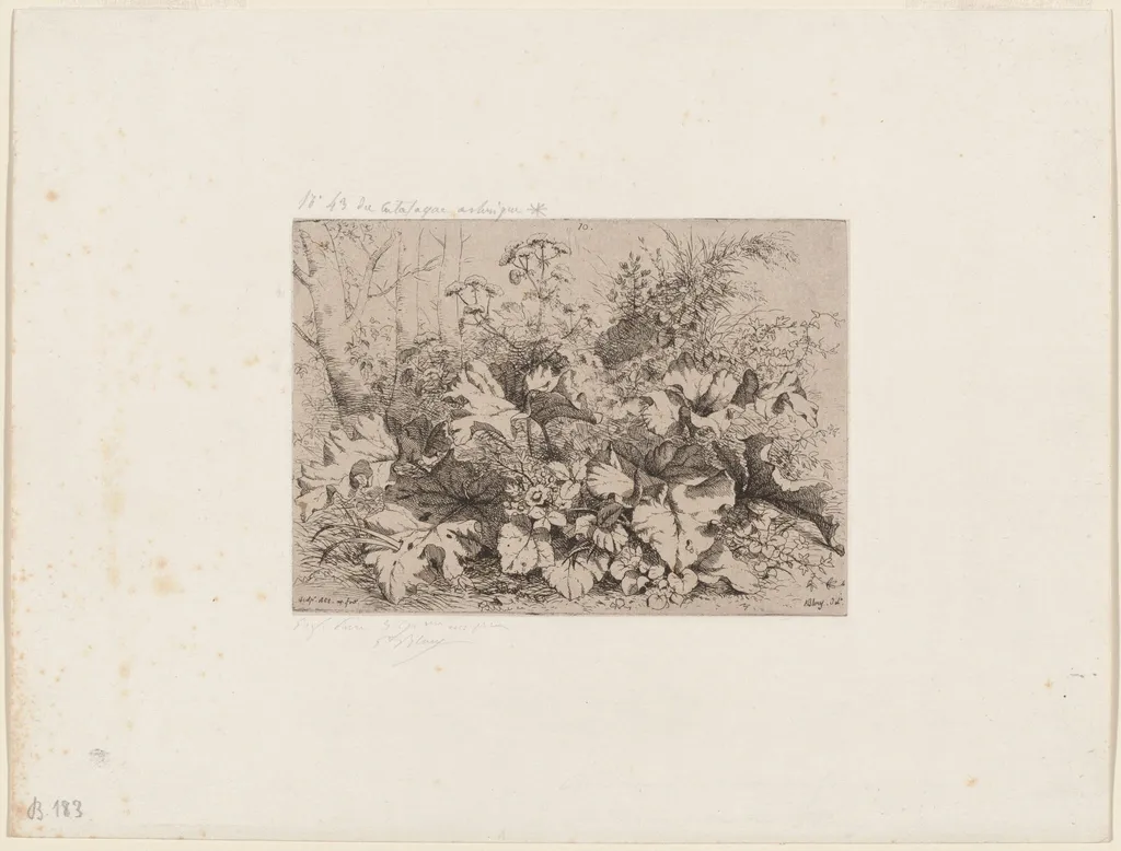 Burdock in Bloom, by Eugène Bléry, ink, 1858