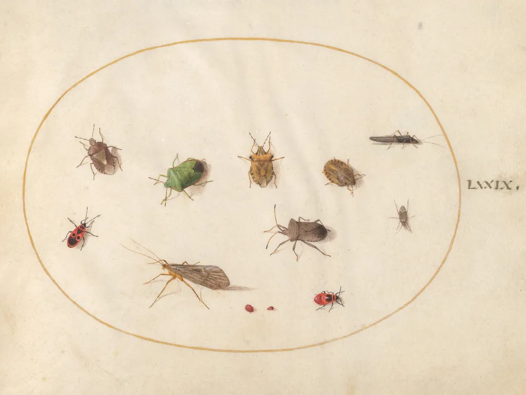 Plate 79: Twelve Insects, Including Shield Bugs, by Joris Hoefnagel, gouache, 1594