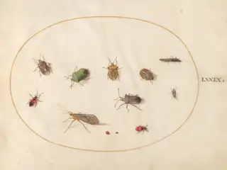 Plate 79: Twelve Insects, Including Shield Bugs, by Joris Hoefnagel, gouache, 1594