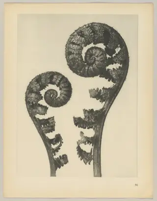 Aspidium filix mas, by Karl Blossfeldt, 1928
