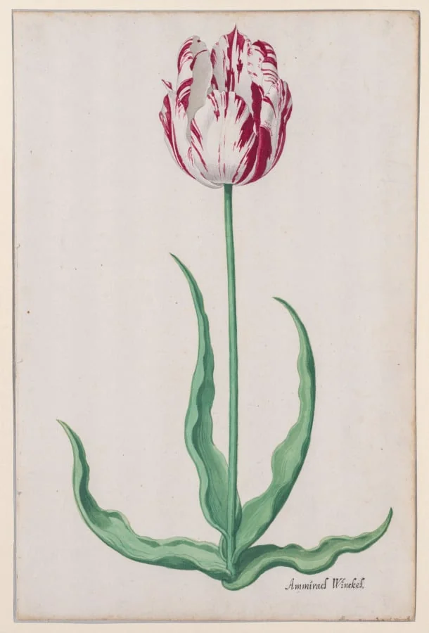 Study of a Tulip (Ammirael Winckel), detail