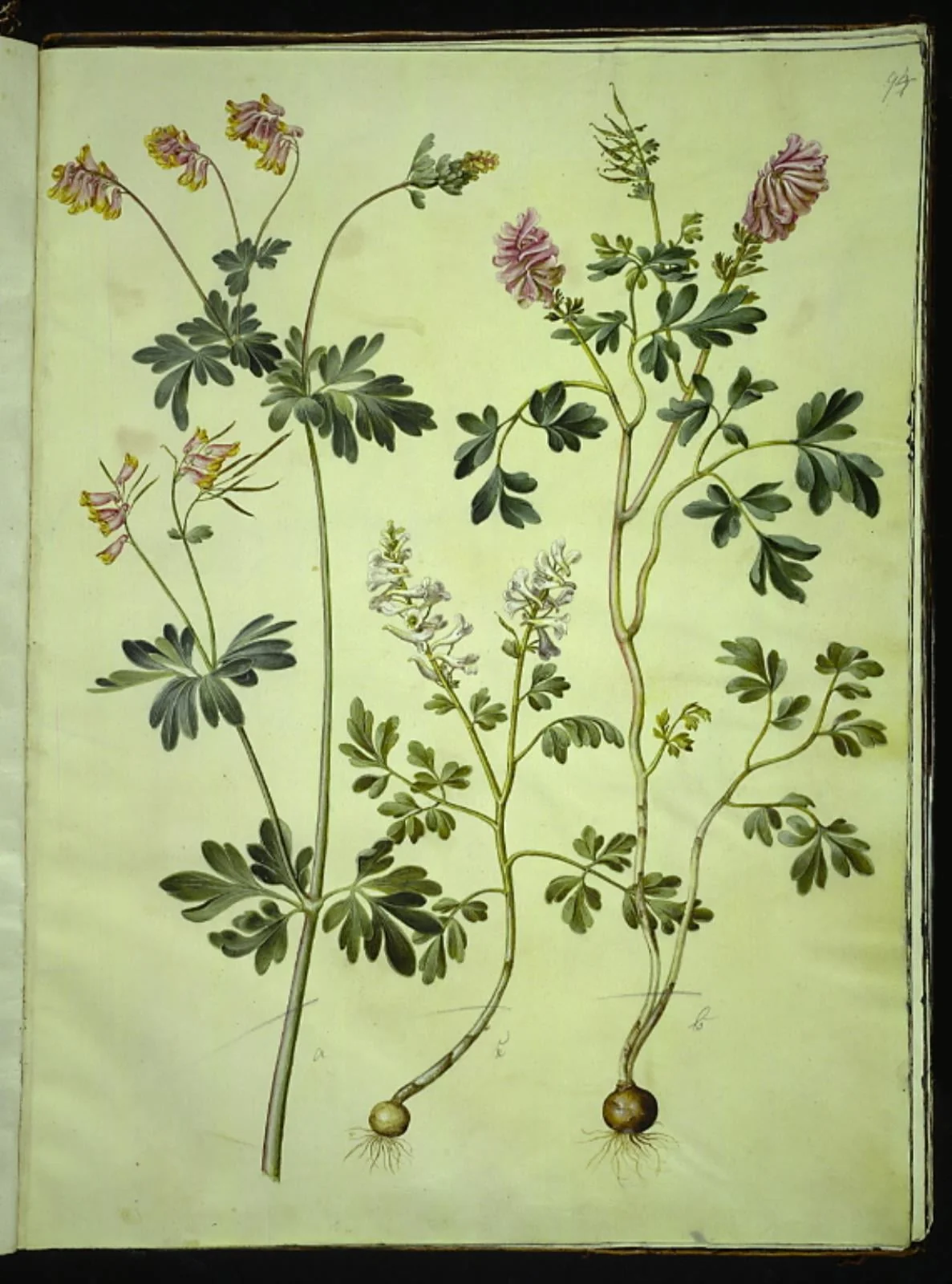 Capnoides sempervirens (harlekinurt); Corydalis solida (langstilket lærkespore), detail