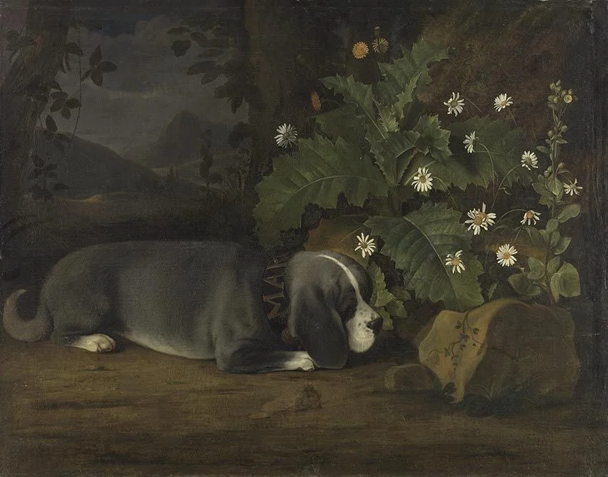 Hundeporträt, detail