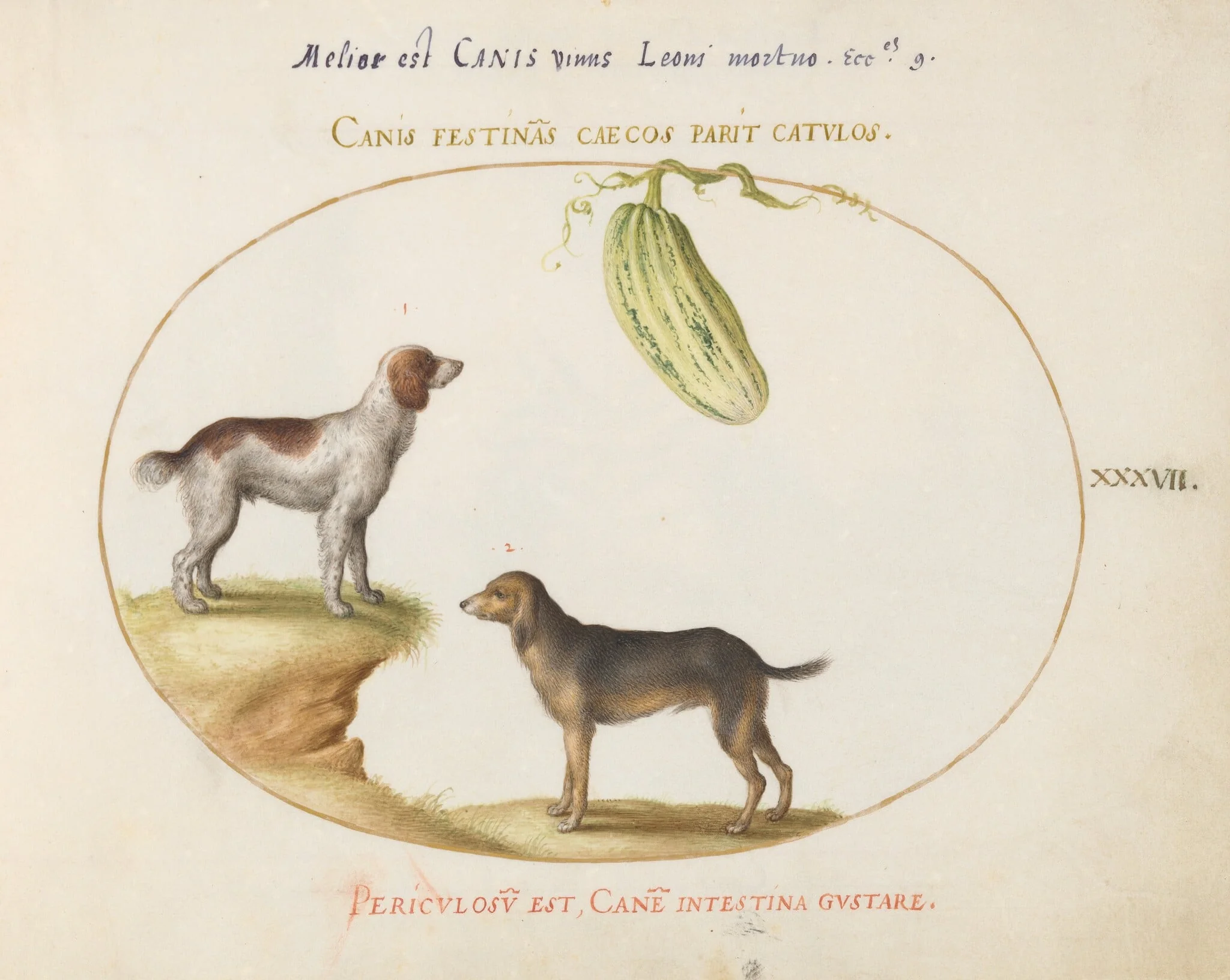 Plate 37: Two Spaniels with a Gourd, detail