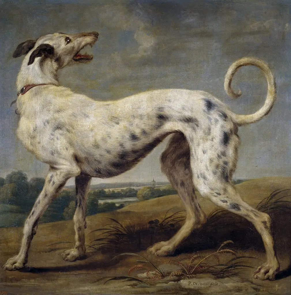 A white greyhound, by Paul de Vos, oil, 1636