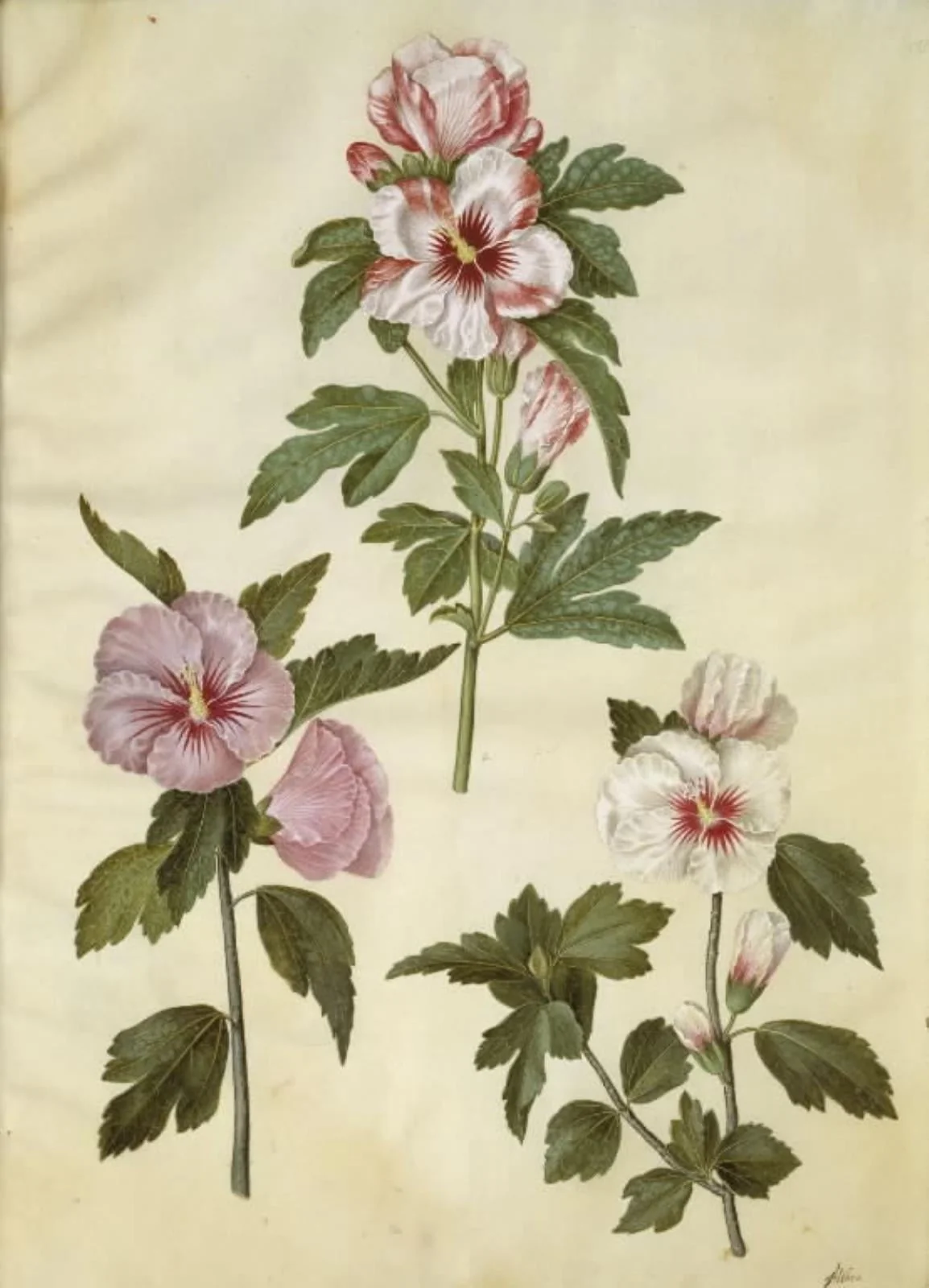 Hibiscus syriacus (syrisk rose), detail