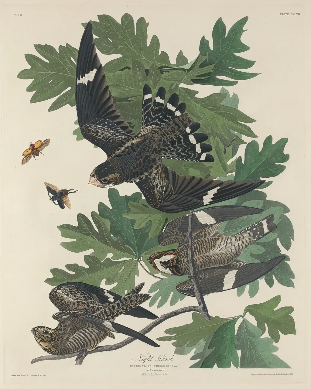 Night Hawk, by Havell, Jr., Robert, ink, 1832