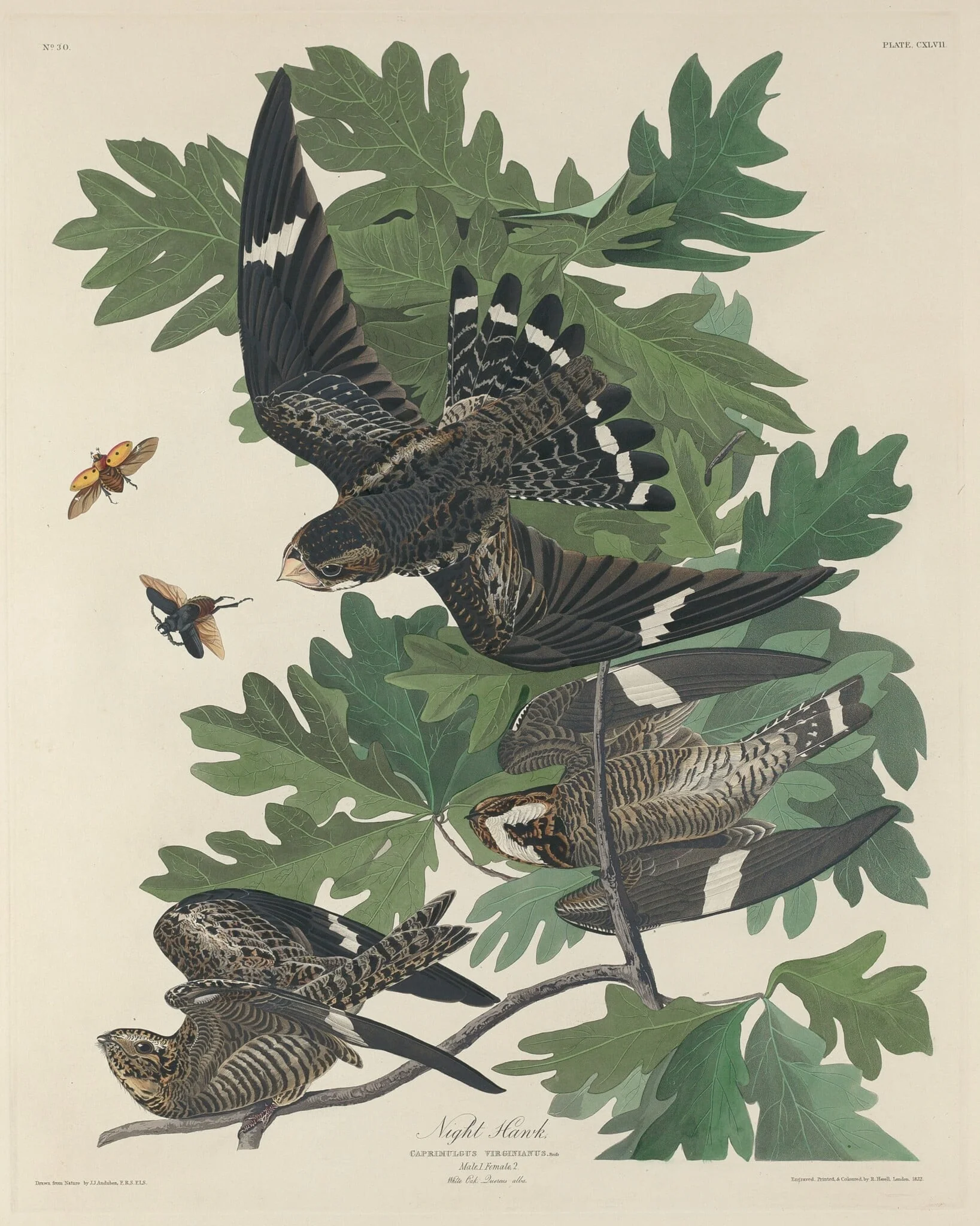 Night Hawk, detail