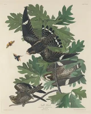 Night Hawk, by Havell, Jr., Robert, ink, 1832