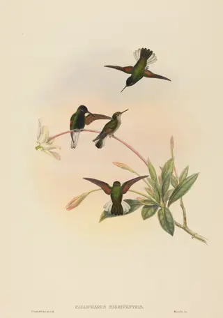 Callipharus nigriventris (Black-bellied Hummingbird), by W. Hart, ink, 1842