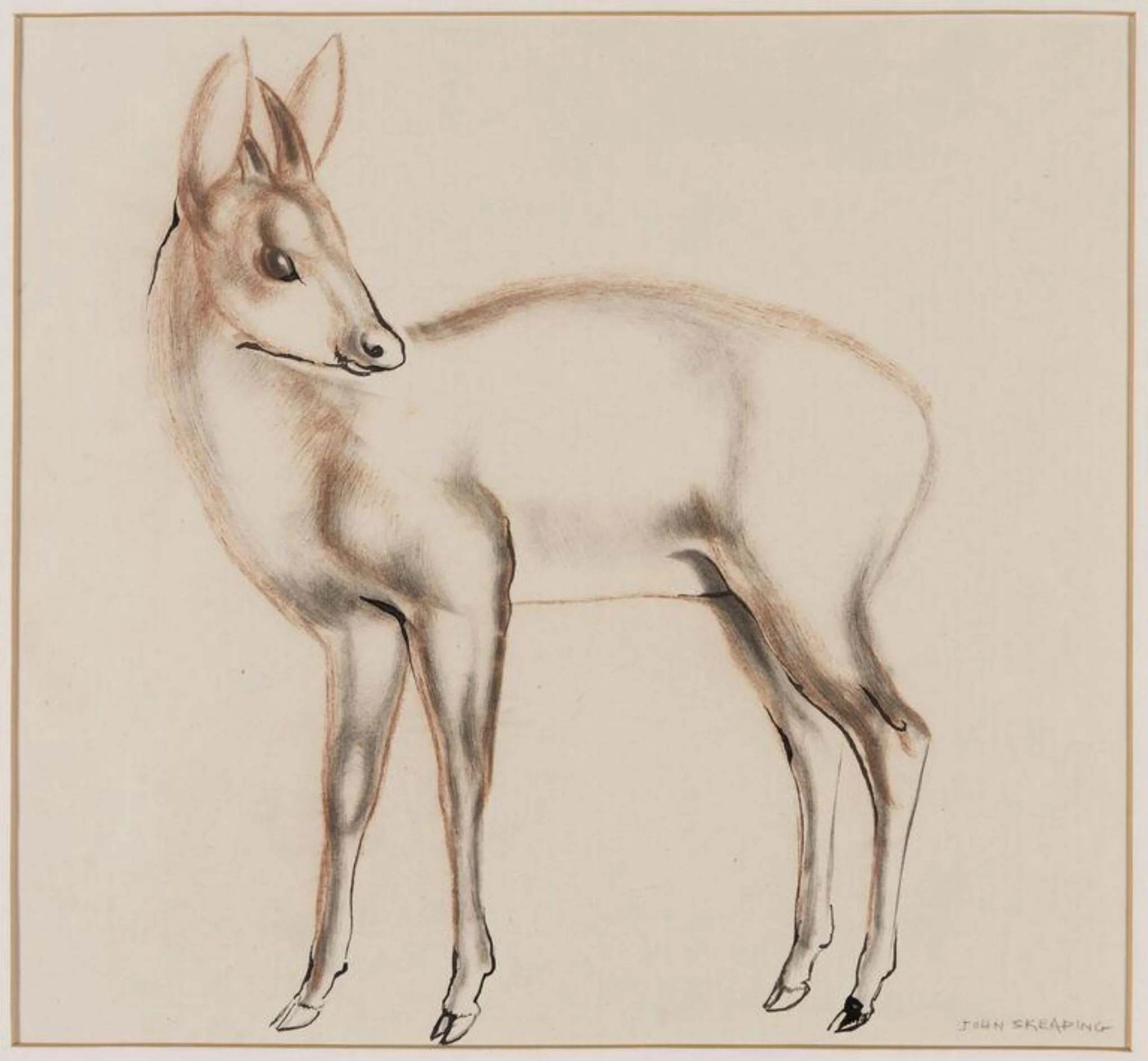 Antelope, probably a Dinken of the genus Cephalophus, detail