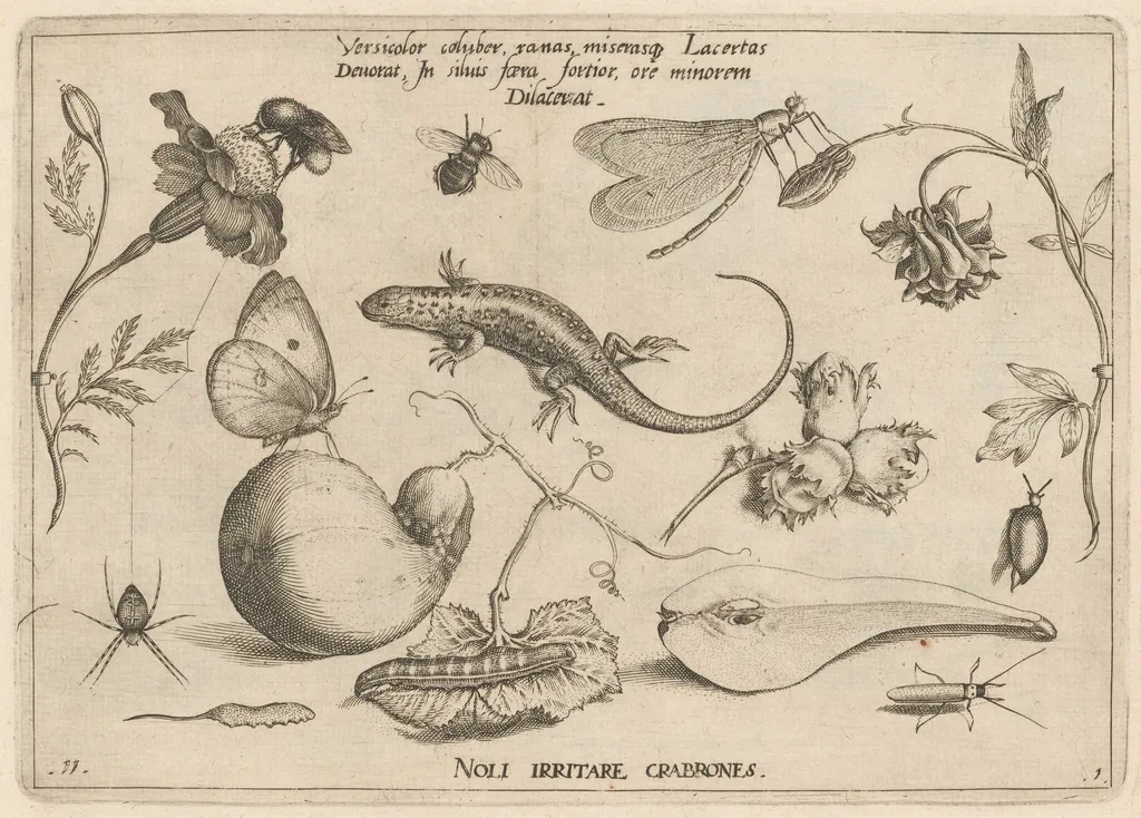 Archetypa studiaque patris Georgii Hoefnagelii [Part 1, Plate 11], by Jacob Hoefnagel, ink, 1592