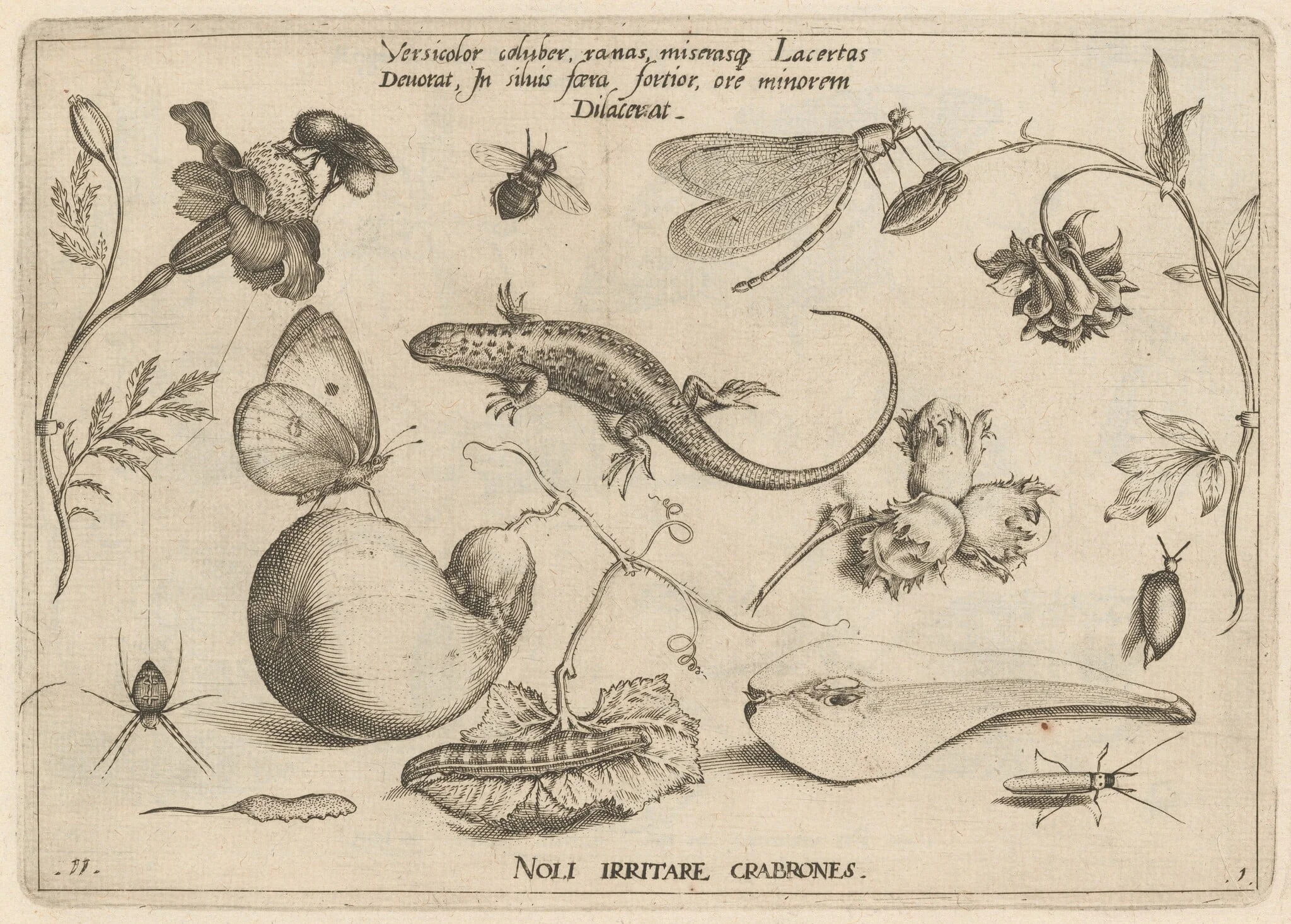 Archetypa studiaque patris Georgii Hoefnagelii [Part 1, Plate 11], detail