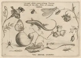Archetypa studiaque patris Georgii Hoefnagelii [Part 1, Plate 11], by Jacob Hoefnagel, ink, 1592
